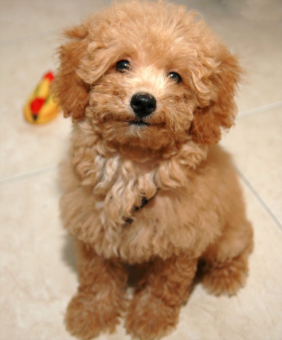 toy poodle life expectancy